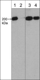 Anti-Myosin IIA Heavy Chain (C-terminal region) Antibody