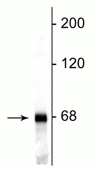 Anti-Neurofilament NF-L Antibody