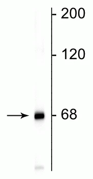 Anti-Neurofilament NF-L Antibody