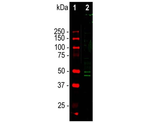 Anti-Neuronal nuclei antigen [NeuN]/FOX3, (NeuN/FOX3) Antibody - Image 2