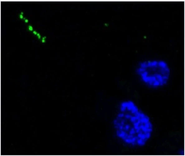 Anti-Neuropeptide Y Antibody - Image 3