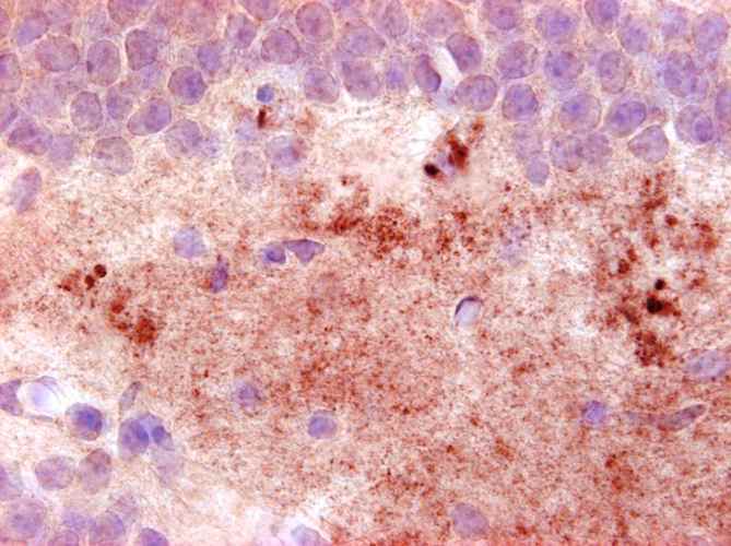Anti-Neuropeptide Y Antibody - Image 5