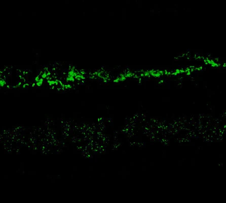 Anti-NMDA NR2A Subunit Antibody - Image 2