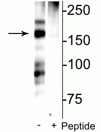 Anti-NMDA NR2B Subunit (Ser1166) Antibody - Image 2