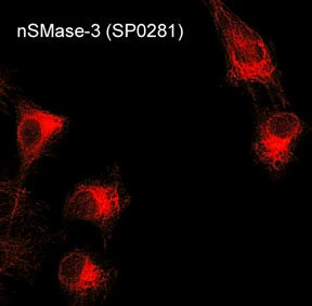 Anti-nSMase3 (C-terminal region) Antibody - Image 2