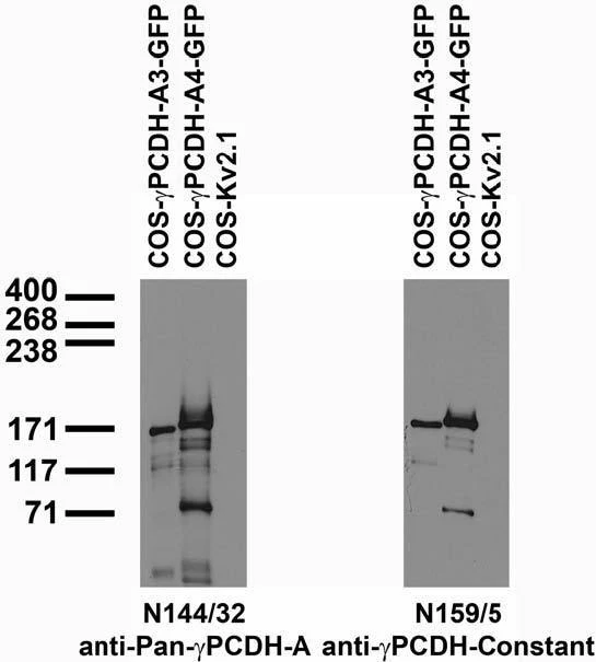 Anti-Pan-Gamma-Protocadherin-A Antibody - Image 3
