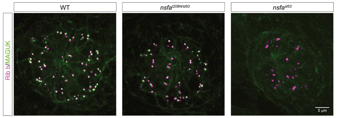 Anti-Pan-MAGUK Antibody - Image 5
