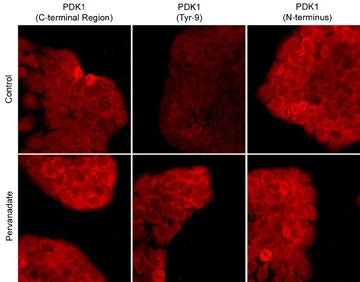 Anti-PDK1 (N-terminus) Antibody - Image 2