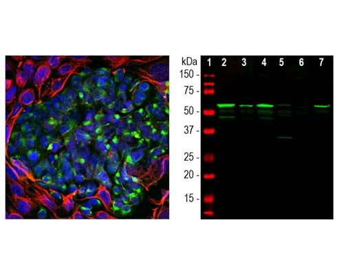 Anti-Peripherin Antibody - Image 3