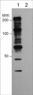 Anti-Phosphothreonine Antibody