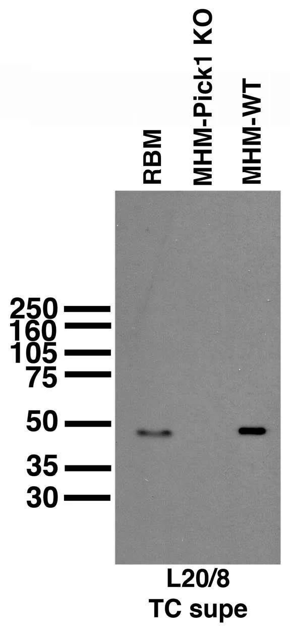 Anti-PICK1 Antibody