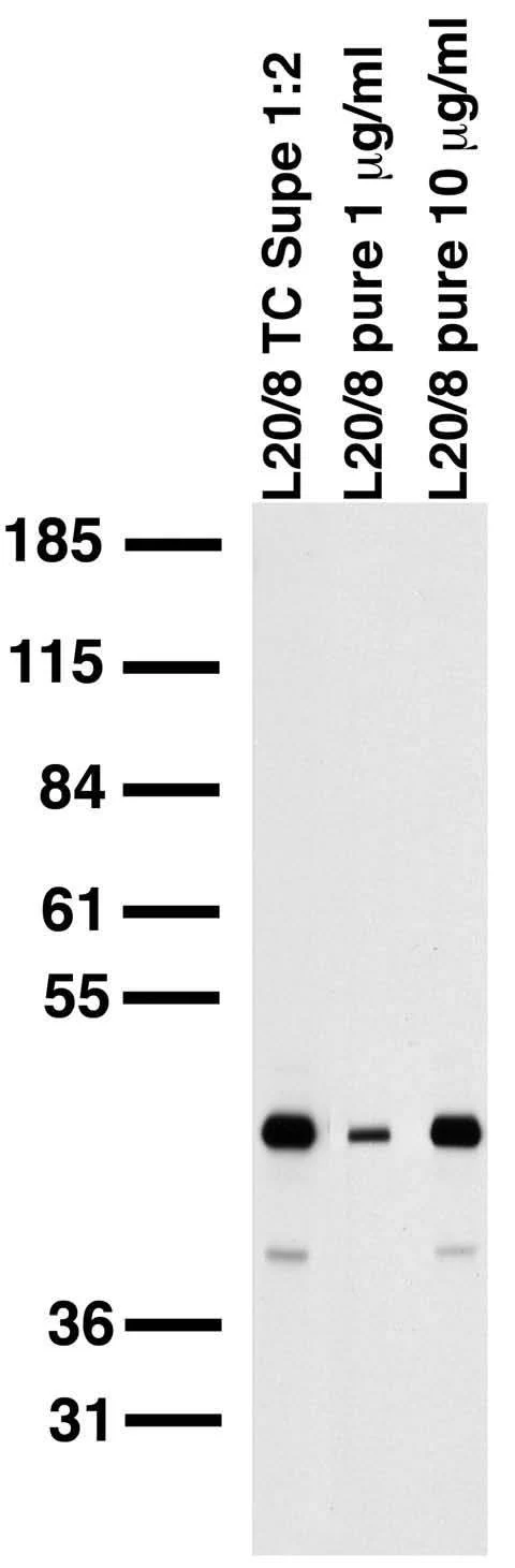 Anti-PICK1 Antibody - Image 4