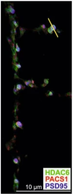 Anti-PSD-95 Antibody - Image 17