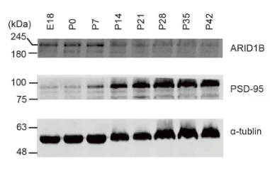 Anti-PSD-95 Antibody - Image 9