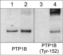 Anti-PTP1B (N-terminal region) Antibody