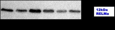 Anti-RELM alpha Antibody - Image 3