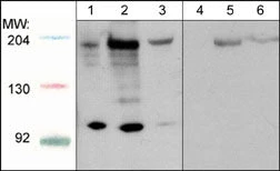 Anti-Robo1 (C-terminal region) Antibody