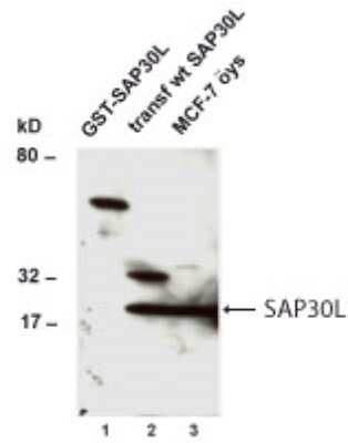 Anti-SAP30L Antibody