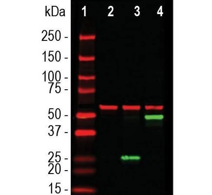 Anti-SARS-CoV-2 S-Protein ACE2 Binding Domain Antibody