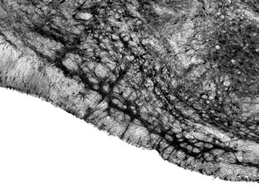 Anti-Slo2.2/Slack K+ Channel Antibody - Image 6