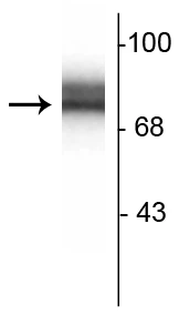 Anti-Synapsin I (100 µL) Antibody