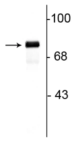 Anti-Synapsin I Antibody