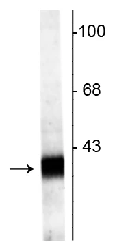 Anti-Synaptophysin 2 Antibody
