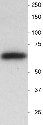 Anti-Synaptotagmin-1 Antibody - Image 4