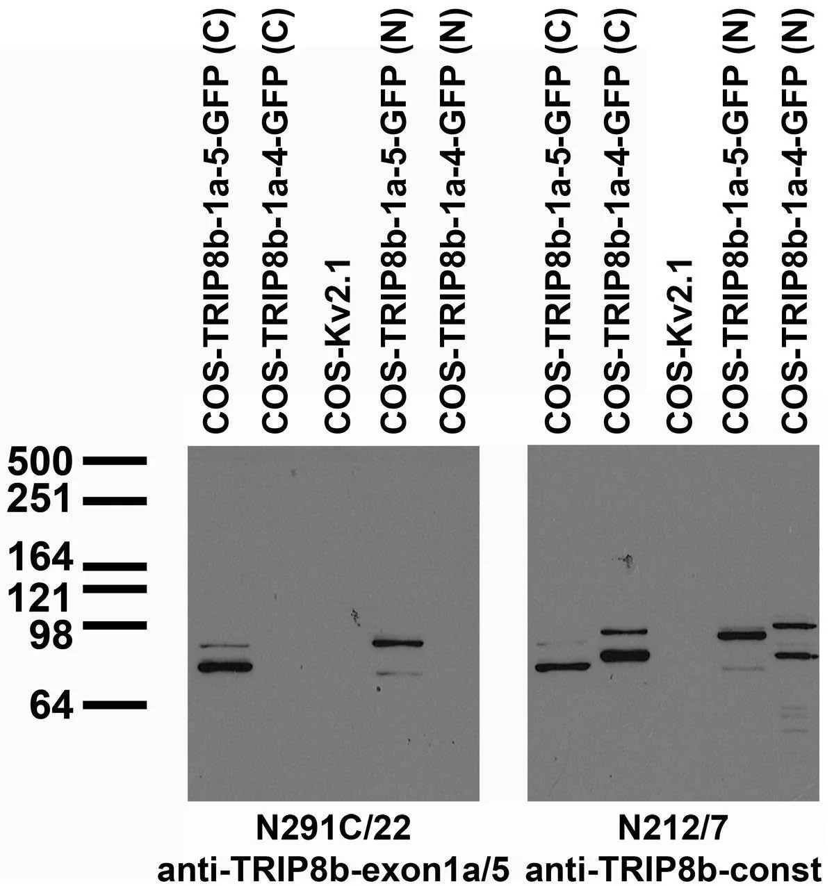 Anti-TRIP8B (Exon 1A/5 Junction) Antibody - Image 2