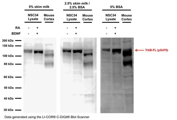 Anti-TrkB phospho Ser478/479 Antibody - Image 5