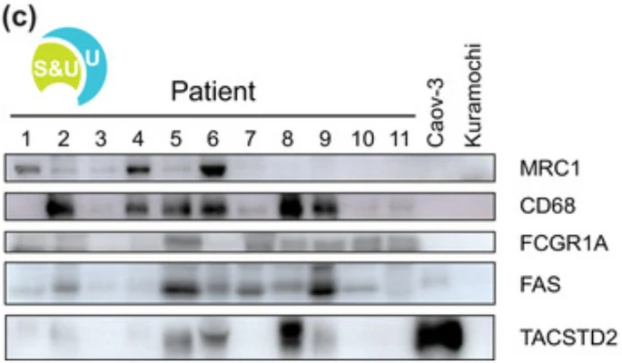 Anti-Trop-2/TACSTD2 (Extracellular region) Antibody - Image 3