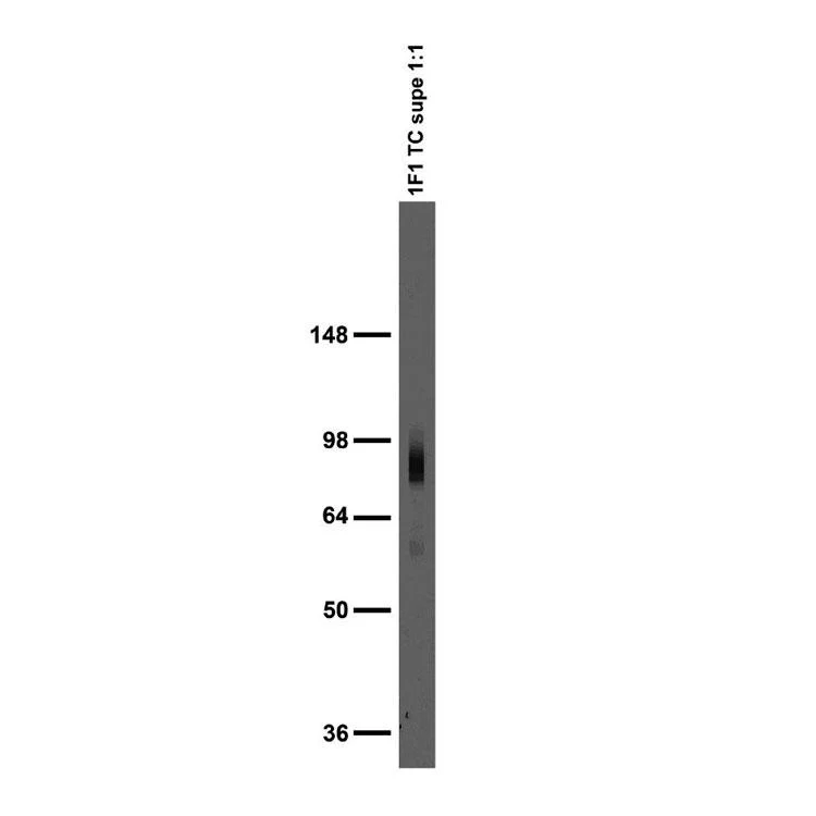 Anti-TrpC1 Antibody