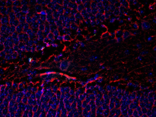 Anti-Tubulin, beta III Antibody