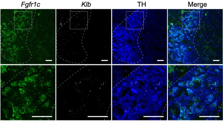 Anti-Tyrosine Hydroxylase (TYH) Antibody - Image 6