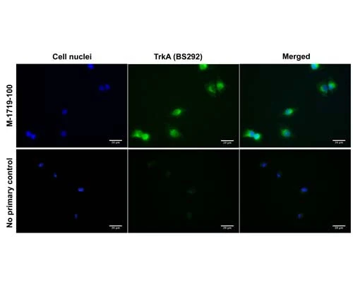 Anti-Tyrosine Kinase Receptor A (TrkA) Antibody - Image 5