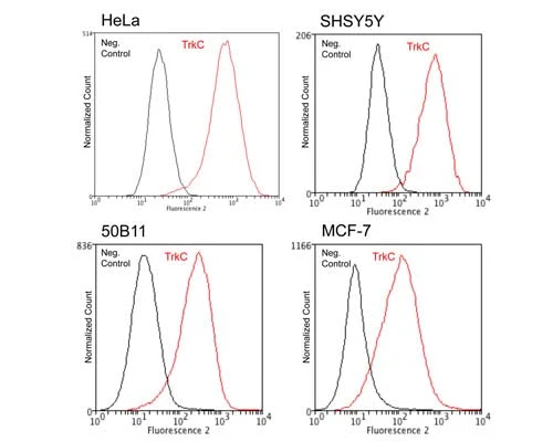 Anti-Tyrosine Kinase Receptor C (TrkC) Antibody