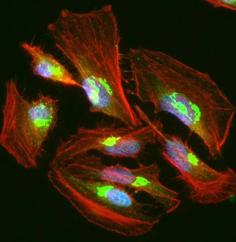 Anti-UFSP2 Antibody