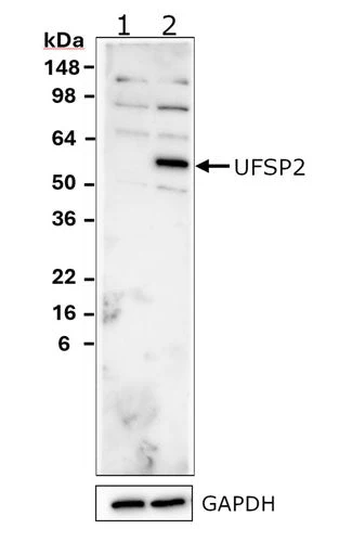 Anti-UFSP2 Antibody - Image 2