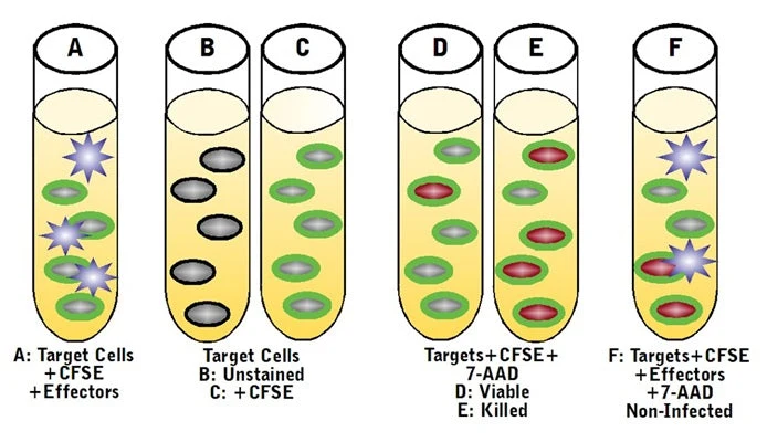 Cell-mediated Cytotoxicity Assay: Basic Cytotoxicity Test - Image 3