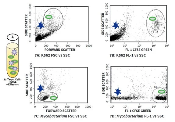 Cell-mediated Cytotoxicity Assay: Basic Cytotoxicity Test - Image 7