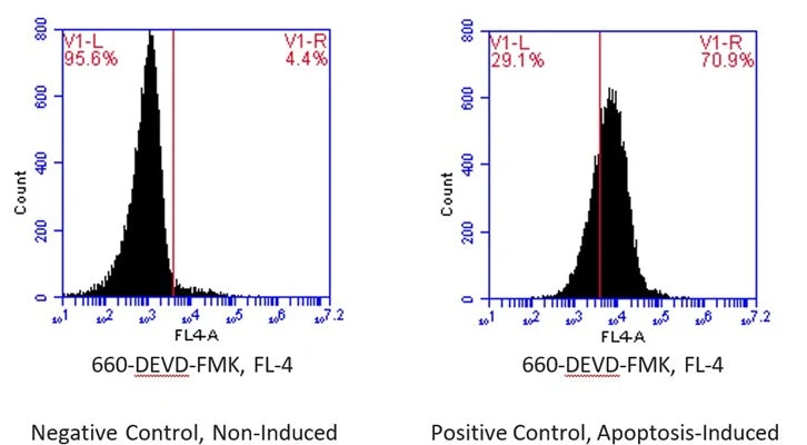 Far-Red Fluorescent FLICA® 660 Caspase-3/7 (DEVD) Assay Kit - Image 2
