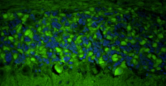 Fluoresceinated Goat Anti-Chicken IgY Secondary Antibody - Image 2