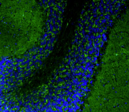 Goat Anti-Chicken IgY (IgG) (H+L) Secondary Antibody, CF®488A