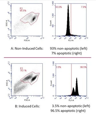 Necrosis vs Apoptosis Assay Kit