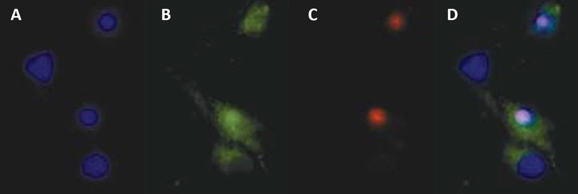 Propidium Iodide Stain - Image 3
