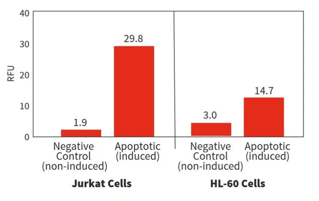 Red Fluorescent SR-FLICA® Poly (active) Caspase (VAD) Assay Kit - Image 3